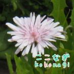  Momo iro язык popok Lepice 9 см pot 3 номер 