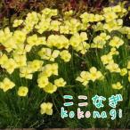 ショッピングエスコ エスコルチャ　ミニチュアサンデュ  ミニチュアサンデー　 9センチポット　3号