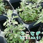 ヘリクリサムシルバーミスト9センチ...