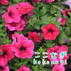 下垂性ペチュニア パープル　苗　9cmポット　3号　ウ