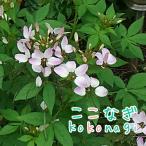 クレオメ　ピンクレディ  苗　10.5センチポット　3号