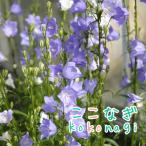 桃葉ききょうブルー苗9センチポット...