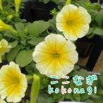下垂性ペチュニア イエロー　苗　9cmポット　3号　ウェーブ（R）シリーズ