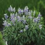 サルビア ファリナセア ストラータ　苗　9cmポット　3号