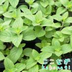  sweet lemon mint seedling 9 centimeter pot 3 number 