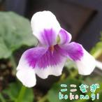 素朴な可愛さパンダスミレ9センチポ...