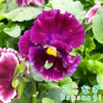  оборка .. анютины глазки . стать s Mille * шлепанцы *10.5cm pot 3.5 номер viola цветок садоводство цветок .....