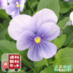 ビオラブルー9センチポット3号花苗セット