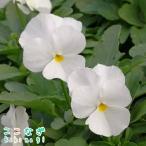 ビオラホワイト9センチポット3号