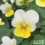 ビオラ　'クリームイエローリップ’ フローラルパワー