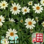 [ бесплатная доставка *12P комплект ]jinia Pro Fusion белый рассада 9 см pot 3 номер 