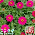 [ бесплатная доставка *12P комплект ]jinia Pro Fusion Cherry рассада 9 см pot 3 номер 