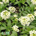 アリッサムレモン苗9センチポット