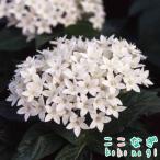 �y���^�X�@�e�P�z���C�g�@�c�@�Xcm�|�b�g�@3��