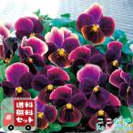 【送料無料・12Pセット】ビオラ　あんみつももか　9センチポット　3号　花苗セット
