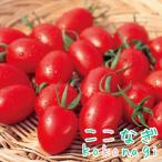 [ контактный дерево рассада ] мини помидоры Aiko контактный дерево рассада 9 см pot 3 номер .......tsugi мини помидоры овощи рассада 