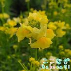 ヒメキンギョソウグッピーイエロー9...