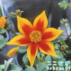 �r�f���X�@�u���C�W���O�X�^�[�@9�Z���`�|�b�g�@3��