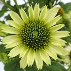  эхинацея Prairie Blaze зеленый 9cm pot 3 номер 