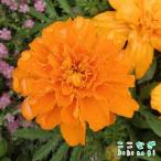 矮性マリーゴールドオレンジ9センチ...