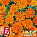 [ бесплатная доставка *12P комплект ]jinia Pro Fusion orange рассада 9 см pot 3 номер 
