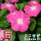 [ бесплатная доставка *12P комплект ] ведро ka катарантус розовый rose Hello день день .9cm pot 3 номер цветок рассада комплект 