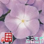 ビンカニチニチソウラベンダーブルー...