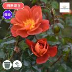 ショッピングバリスタ バラ苗 予約大苗 2026 バリスタ Varistor 四季咲き 国産ノイバラ台木使用