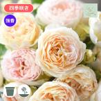 ショッピング苗 バラ苗 予約新苗 2026 アンヌ Anne 国産ノイバラ台木使用