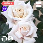 バラ苗 予約大苗 2026 希成 きなり Kinari 国産ノイバラ台木使用