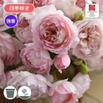 バラ苗 鉢植え6寸 2025 シュクレ Sucre 四季咲き 国産ノイバラ台木使用