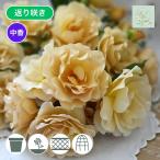 �o���c �\��V�c 2026 �� �u���b�V�� La broche ���Y�m�C�o����؎g�p