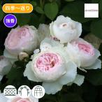 バラ苗 鉢植え6寸 2025 クリスティアーナ Christiana 国産ノイバラ台木使用