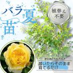 植え替え作業をプロが代行 プレミアムバラ苗 ザ ポエッツ ワイフ The Poet's Wife 国産ノイバラ台木使用 8号鉢 育て方ガイド付