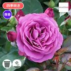 バラ苗 新苗 2025 プラム パーフェクト Plum Perfect 四季咲き 国産ノイバラ台木使用 プラムパーフェクト