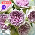 バラ苗 予約新苗 2025 コフレ Coffret 四季咲き 国産ノイバラ台木使用