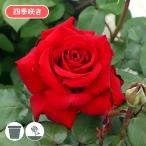 バラ苗 鉢植え6寸 感謝祭 2025 イングリッド バーグマン Ingrid Bergman 四季咲き 国産ノイバラ台木使用 イングリッドバーグマン