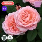 ショッピング苗 バラ苗 予約大苗 2026 ヴィンテージ フラール Vintage Foulard 四季咲き 国産ノイバラ台木使用 ヴィンテージフラール