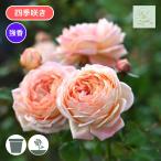 バラ苗 新苗 2025 コンフィチュール Confiture 四季咲き 国産ノイバラ台木使用