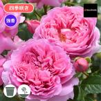 バラ苗 予約新苗 2026 プリマヴィスタ Prima vista 国産ノイバラ台木使用