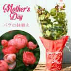 母の日 鉢植え バラ苗 6号鉢 2025 オレンジ マザーズディ Orange Mothersday 四季咲き 国産ノイバラ台木使用 オレンジマザーズデイ