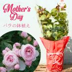 母の日 鉢植え バラ苗 6号鉢 2025 ハンス ゲーネバイン 四季咲き 国産ノイバラ台木使用 ハンスゲーネバイン
