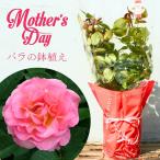 母の日 鉢植え バラ苗 6号鉢 2025 ピンク パラダイス Pink Paradise 四季咲き 国産ノイバラ台木使用 ピンクパラダイス