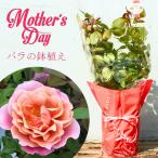 母の日 鉢植え バラ苗 6号鉢 2025 ピンク ビンテージ Pink Vintage 四季咲き 国産ノイバラ台木使用 ピンクビンテージ