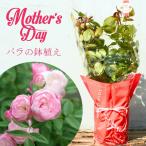 母の日 鉢植え バラ苗 6号鉢 2025 ピンク マザーズディ Pink Mothersday 四季咲き 国産ノイバラ台木使用 ピンクマザーズデイ