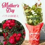 母の日 鉢植え バラ苗 6号鉢 2025 マザーズディ Mothersday 四季咲き 国産ノイバラ台木使用 マザーズデイ
