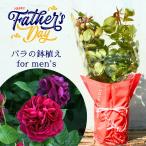 父の日 鉢植え バラ苗 6号鉢 2025 アレゴリー Allegorie 四季咲き 国産ノイバラ台木使用