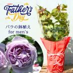 父の日 鉢植え バラ苗 6号鉢 2025 リラ Lilas 四季咲き 国産ノイバラ台木使用