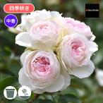 バラ苗 新苗 2025 ロクサーヌ Roxanne 四季咲き 国産ノイバラ台木使用 ロクサーヌ