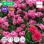 バラ苗 新苗 2025 つる ローズうらら Urara Climbing つるバラ 国産ノイバラ台木使用 つるローズうらら